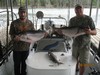 (08/22/2015) - Nice Striped Bass